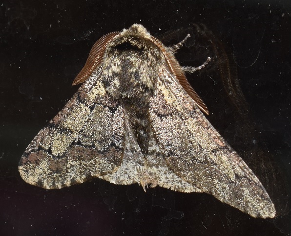 Biston strataria (Geometridae)? S !